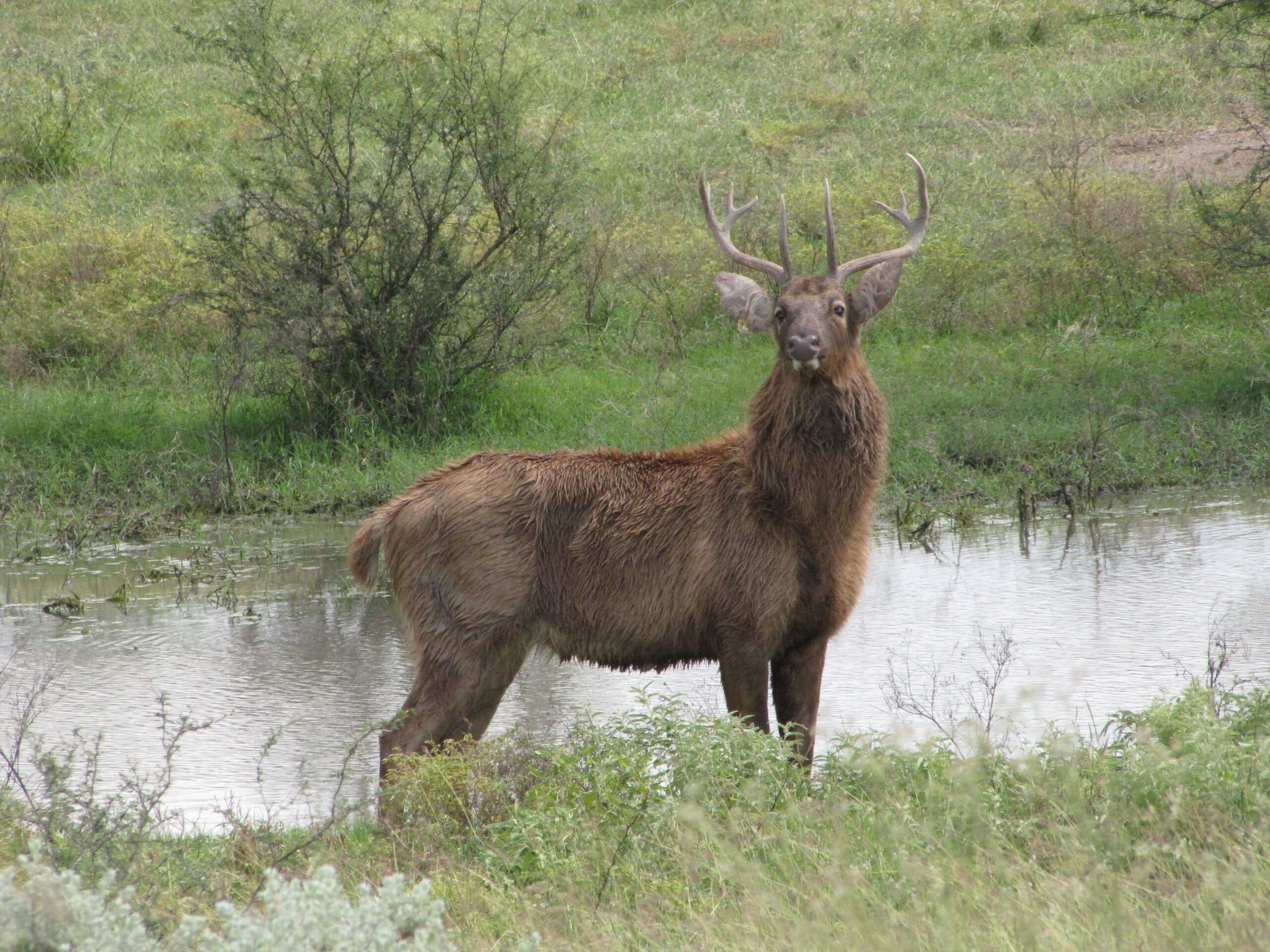 Barasingha for Sale | Swan Farms LLC