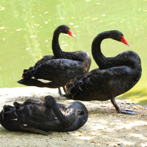 Australian Black Swans