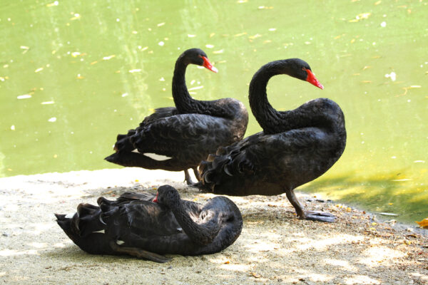 Australian Black Swans