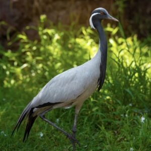 Demoiselle-Cranes