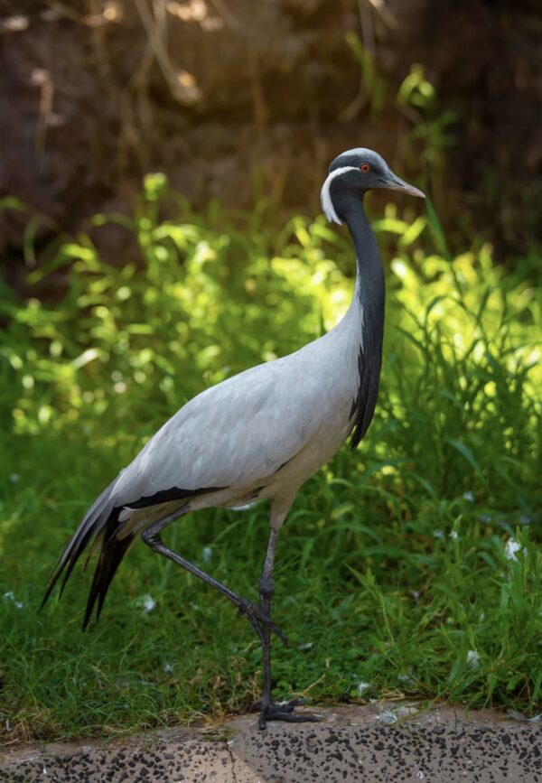 Demoiselle-Cranes