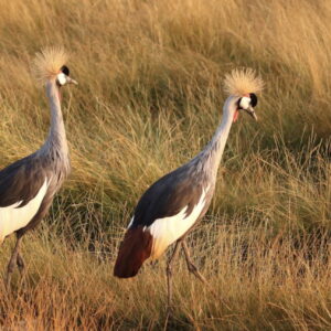 East-African-Crowned-Crane-Male.jpg