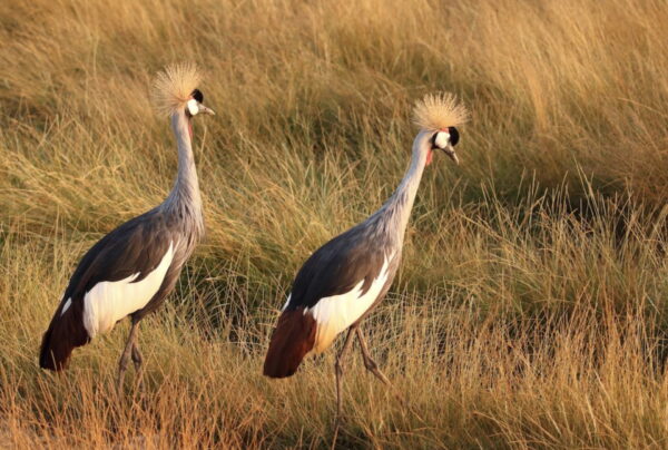 East-African-Crowned-Crane-Male.jpg