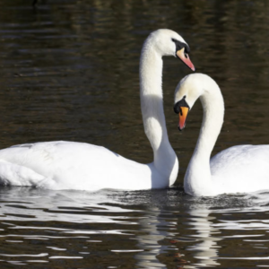 White Mute Swans