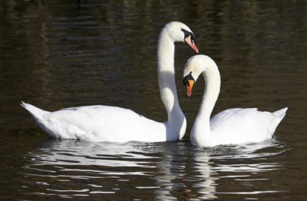 White Mute Swans