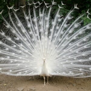 Peafowl for sale near me