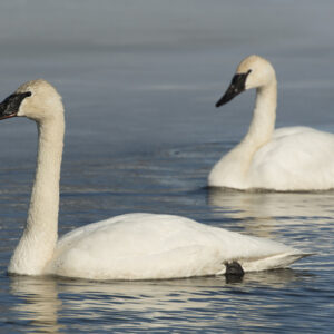 Trumpeter Swans