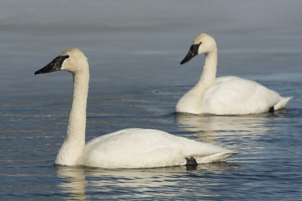 Trumpeter Swans