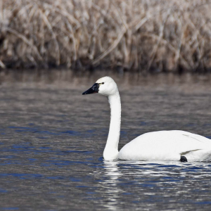 Tundra Swan