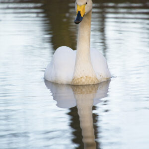 Whooper Swan