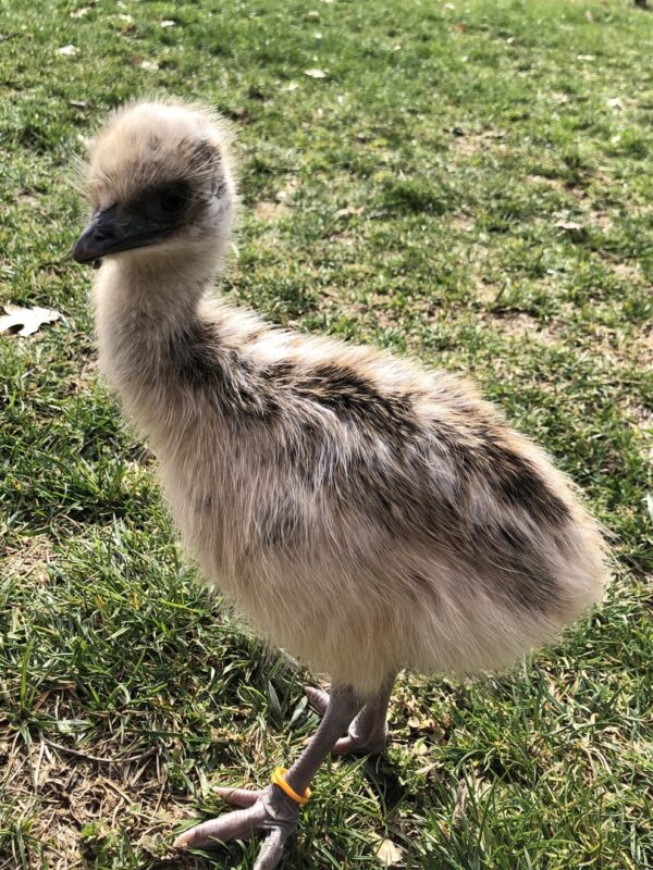 Blonde Emu Chick