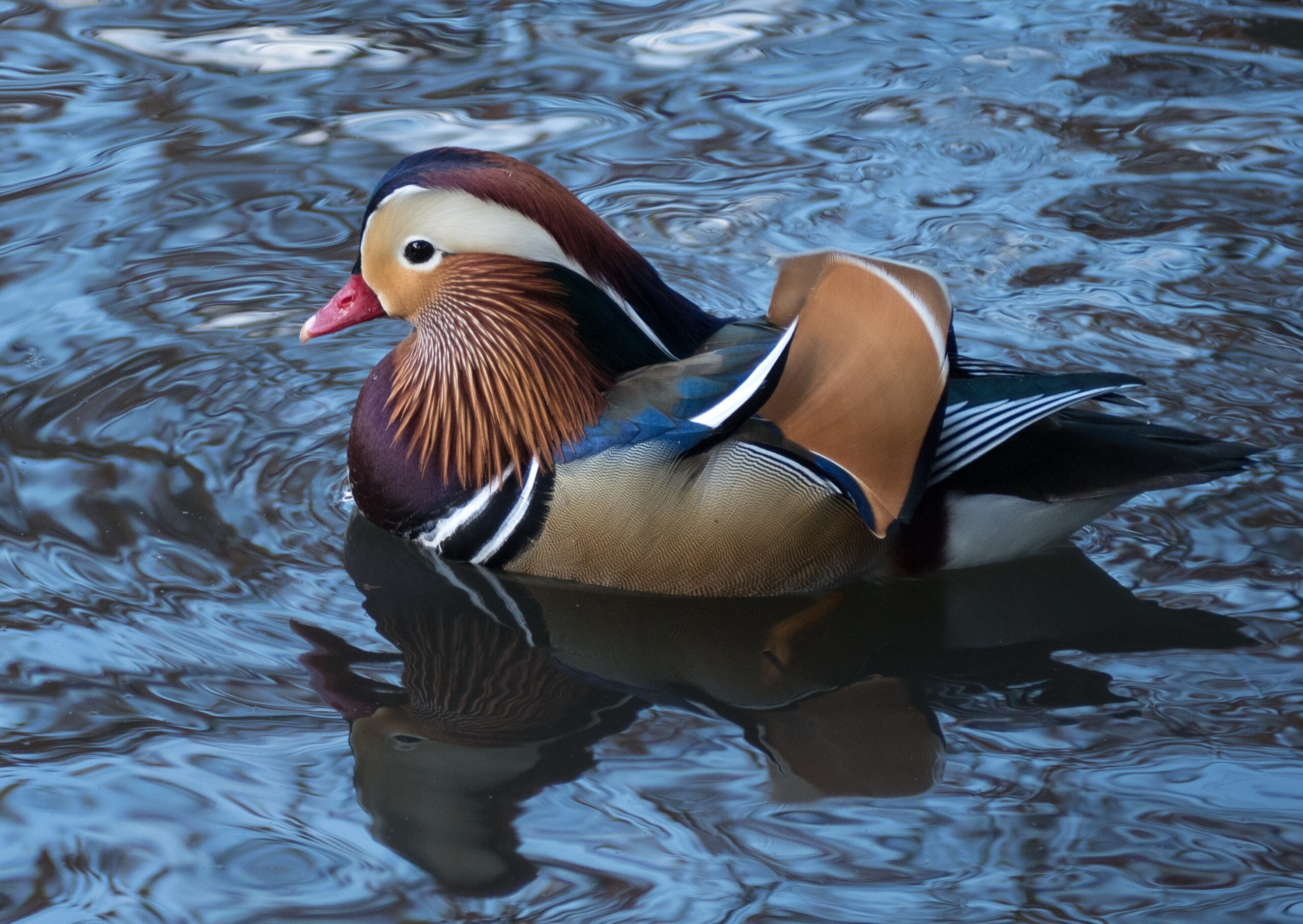 Mandarin Ducks