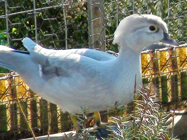 Silver Wood Duck