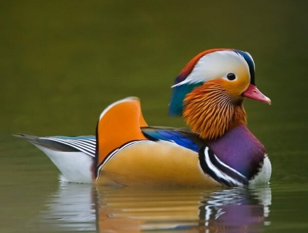 Mandarin Ducks