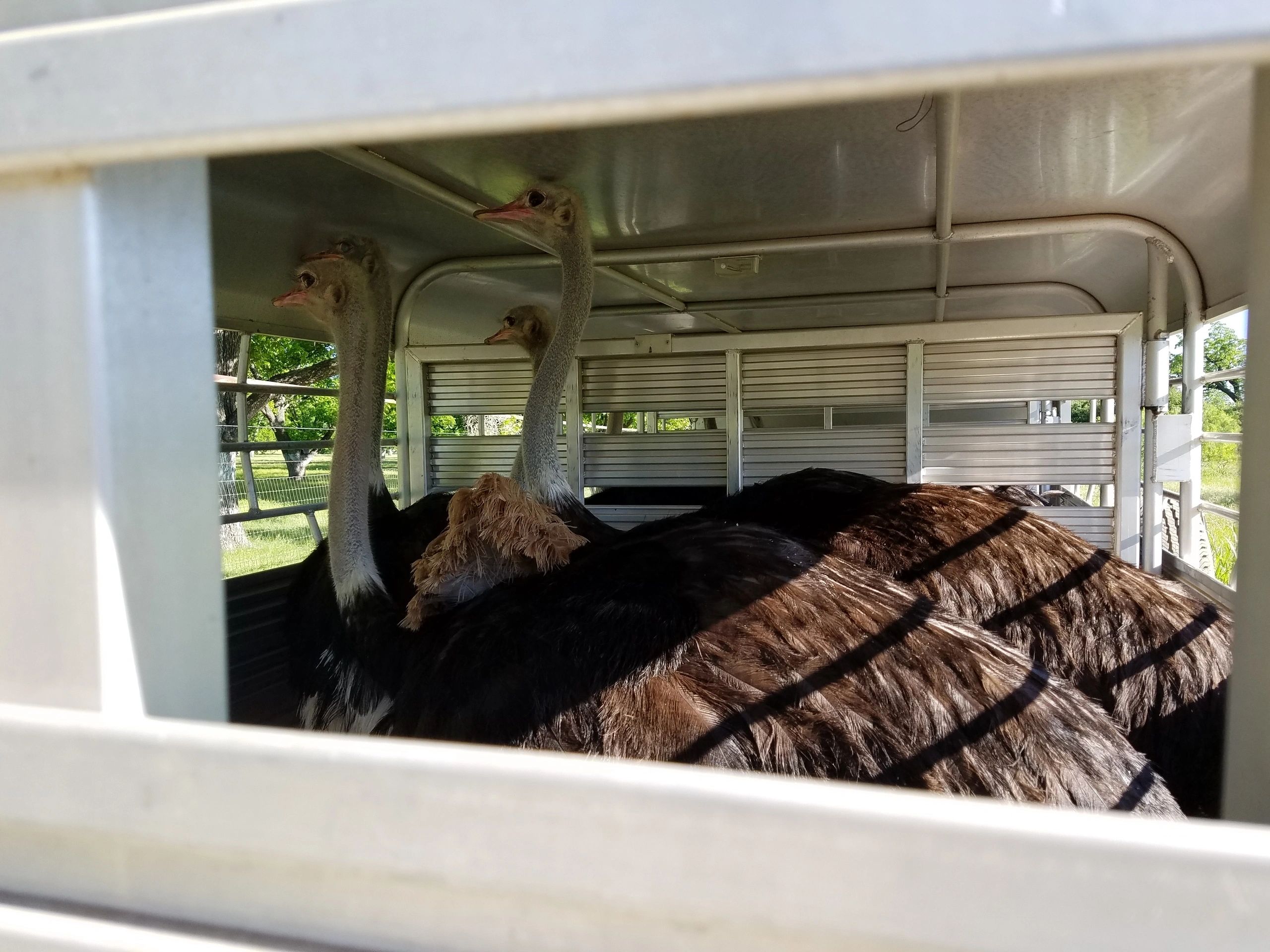 Ostriches – Adults and Pre-Breeders