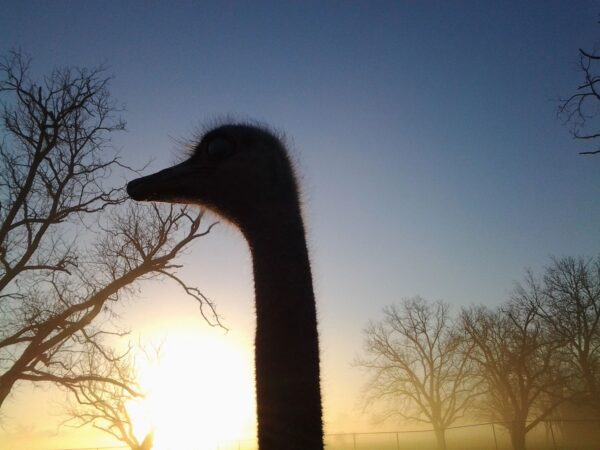 Ostriches - Adults and Pre-Breeders - Image 4