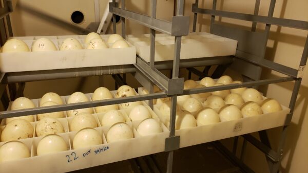 Ostrich Eggs For Incubation