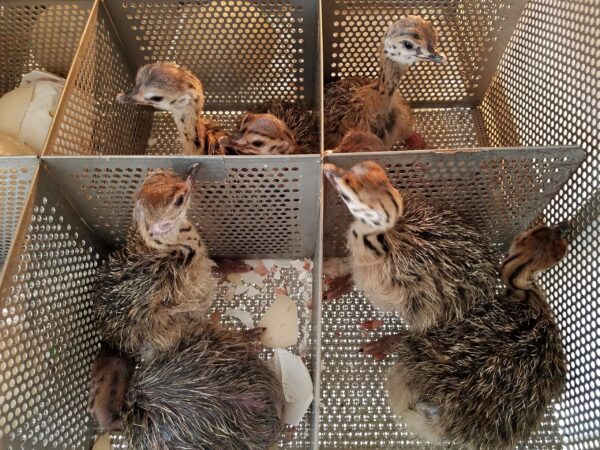 Ostrich Chicks - Day Old