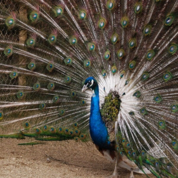 Peafowl India Blue Pied