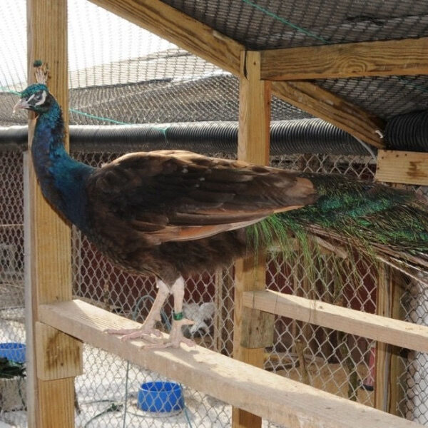 Black Shouldered Peafowl