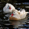 White Mandarin Ducks