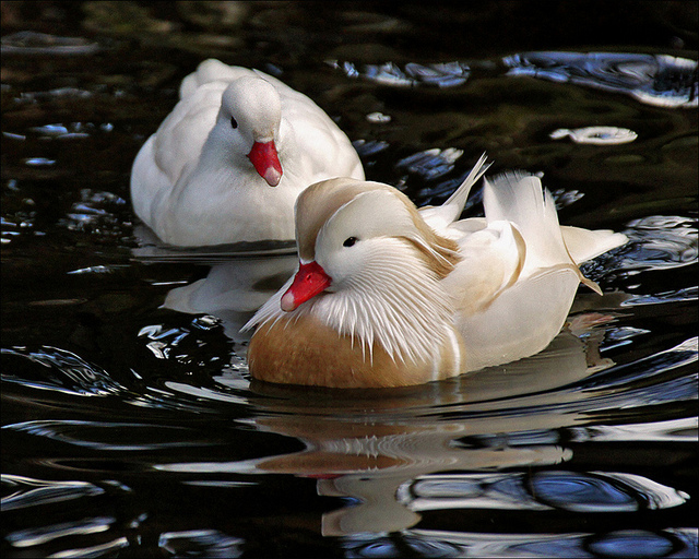 White Mandarin Ducks