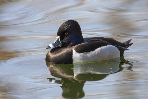 Diving Ducks for Sale - Image 2