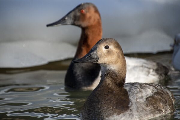 Diving Ducks for Sale - Image 4