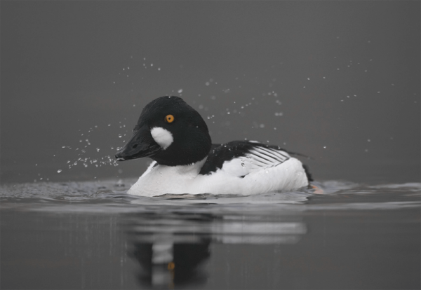 Diving Ducks for Sale - Image 5