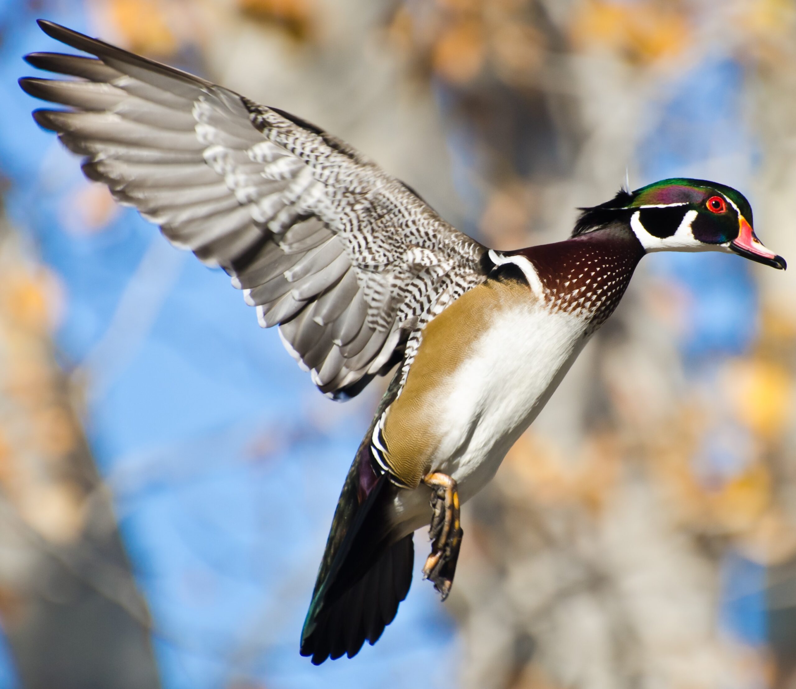 Wood Ducks