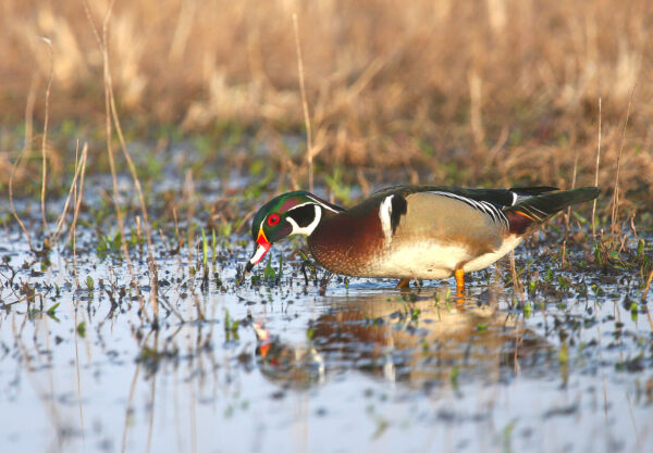 Wood Ducks - Image 3