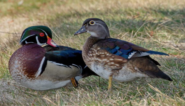 Wood Ducks - Image 5