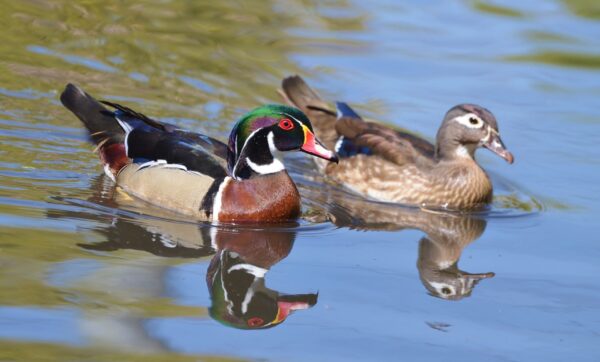 Wood Ducks - Image 6