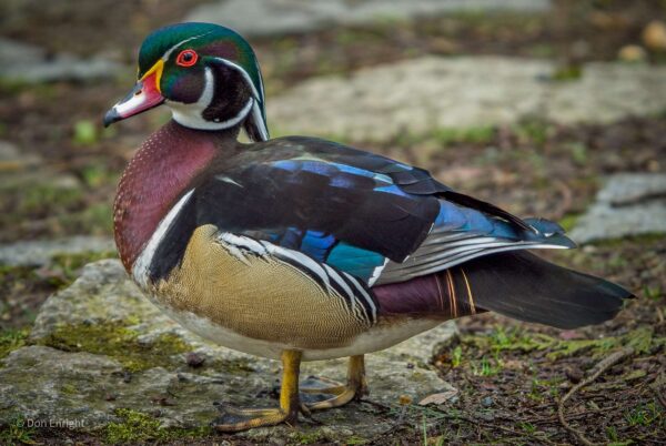 Wood Ducks - Image 7