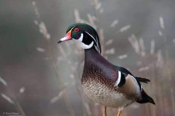 Wood Ducks - Image 8