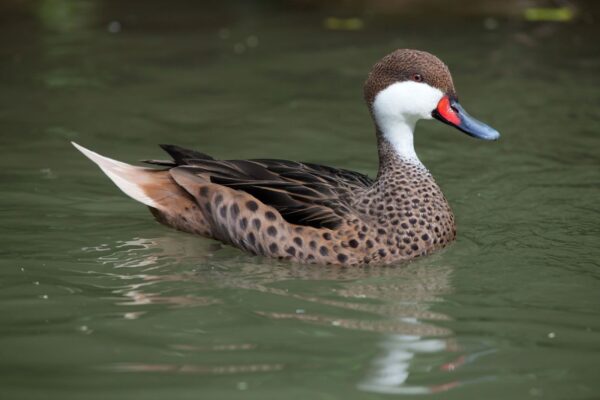 Pintails for Sale - Image 2