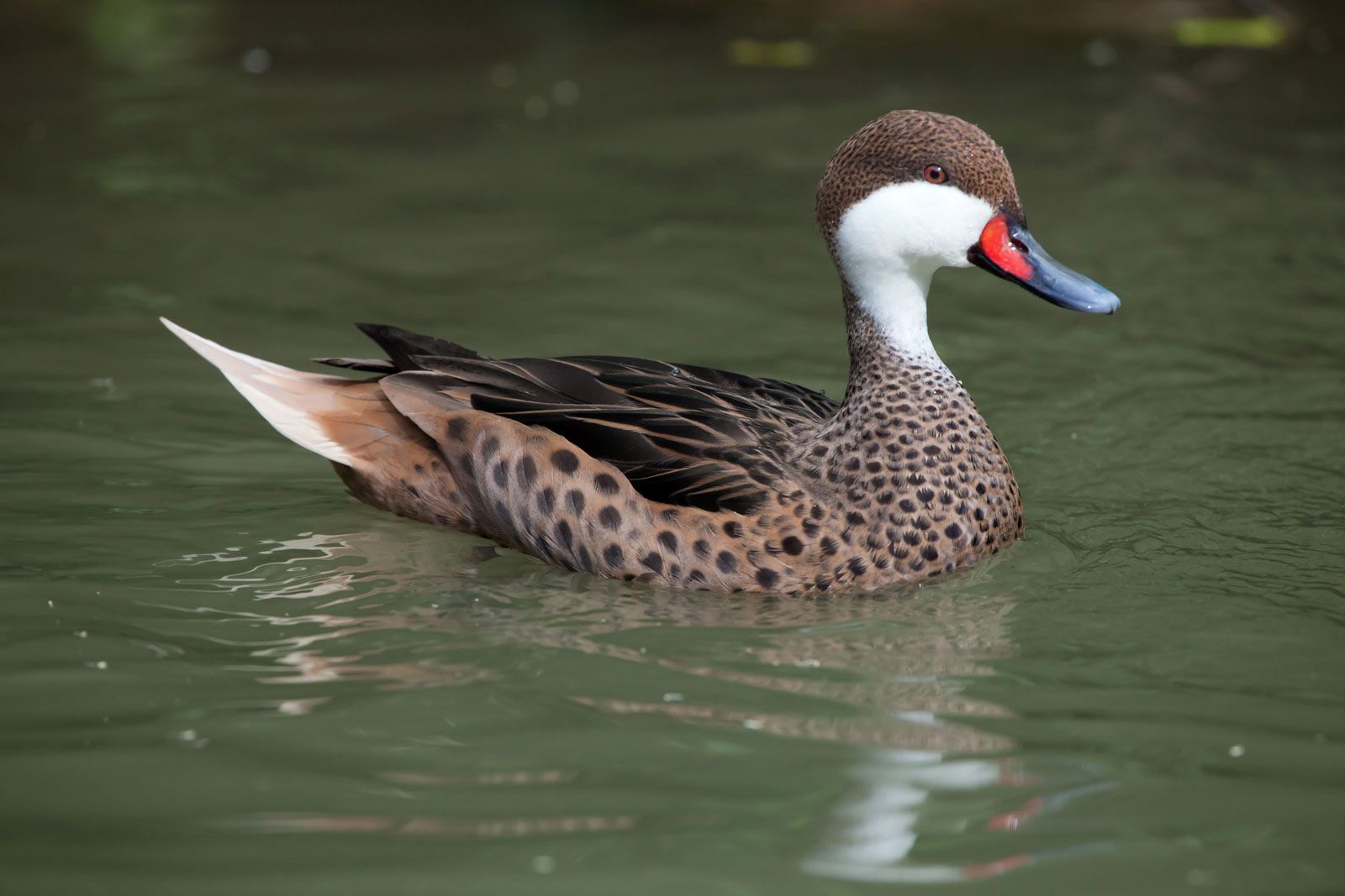 Pintails for Sale