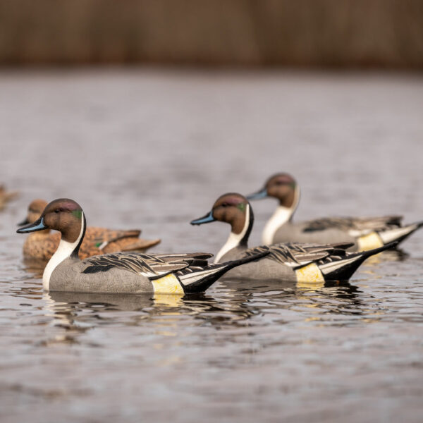 Pintails for Sale