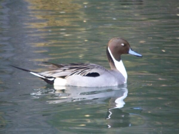 Pintails for Sale - Image 4