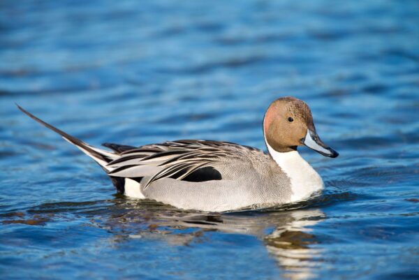 Pintails for Sale - Image 5