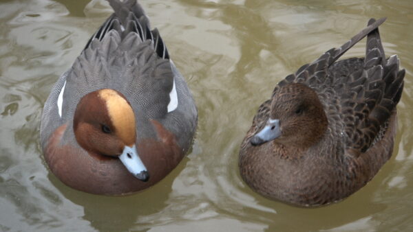 Teal Ducks