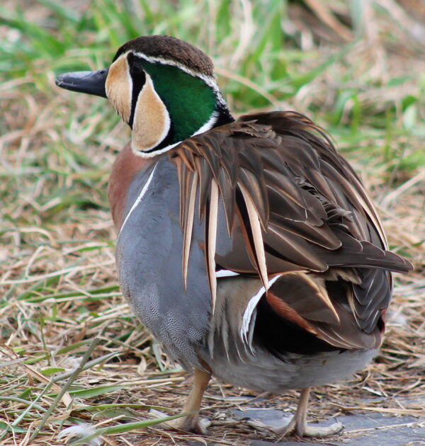 Teal Ducks - Image 2