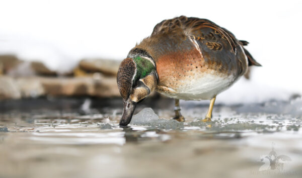 Teal Ducks - Image 4