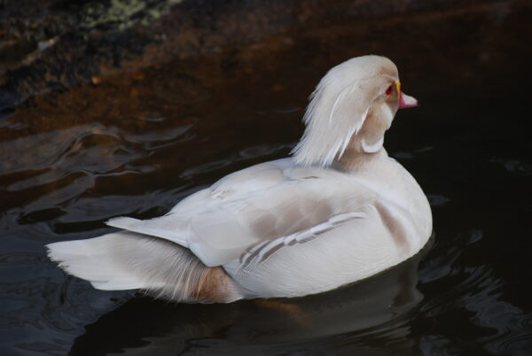 Tree Ducks for Sale  - Image 5