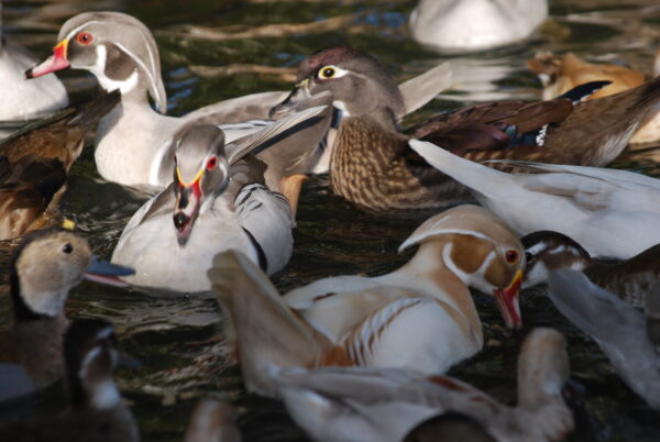 Tree Ducks for Sale 