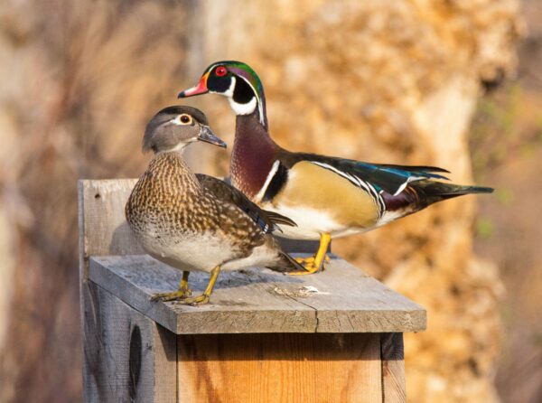 Tree Ducks for Sale  - Image 4