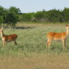 Barasingha for Sale - Image 2