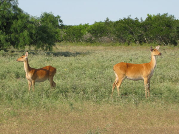 Barasingha for Sale - Image 2