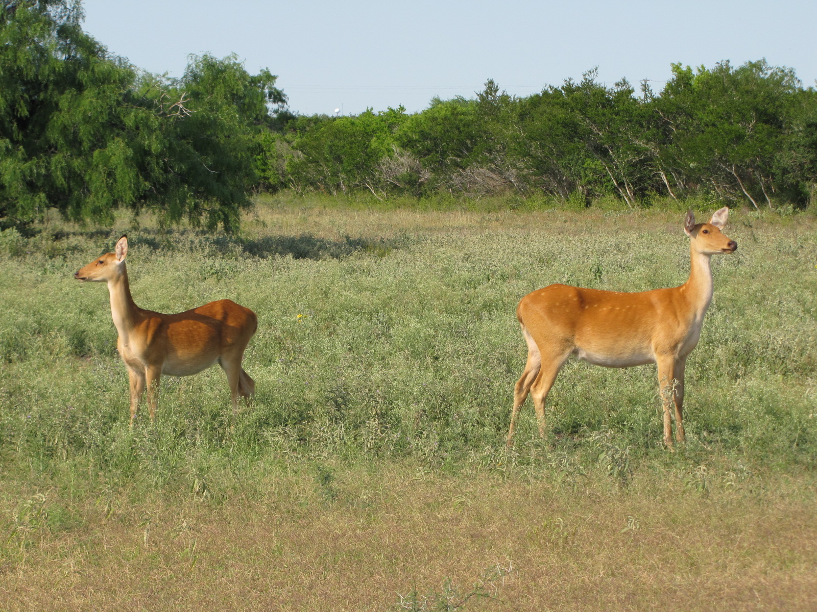 Barasingha for Sale