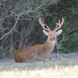 Barasingha for Sale